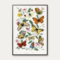 Sommerfugle og natsværmere - Naturillustration fra 1842 – billede 1