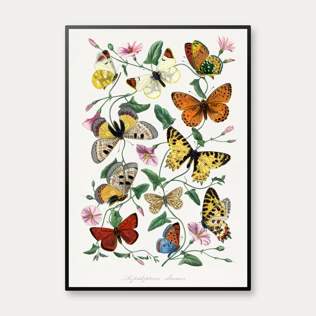 Sommerfugle og natsværmere - Naturillustration fra 1842 – billede 1