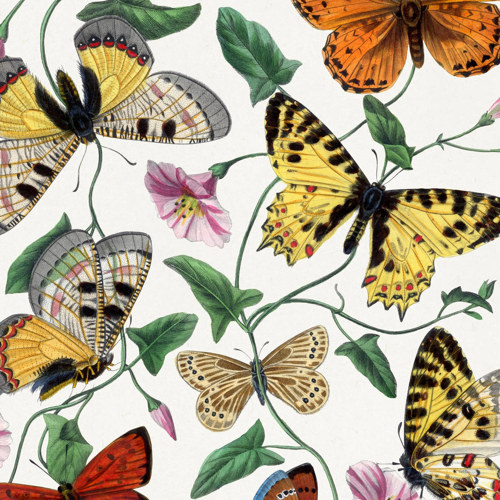 Sommerfugle og natsværmere - Naturillustration fra 1842 – billede 4