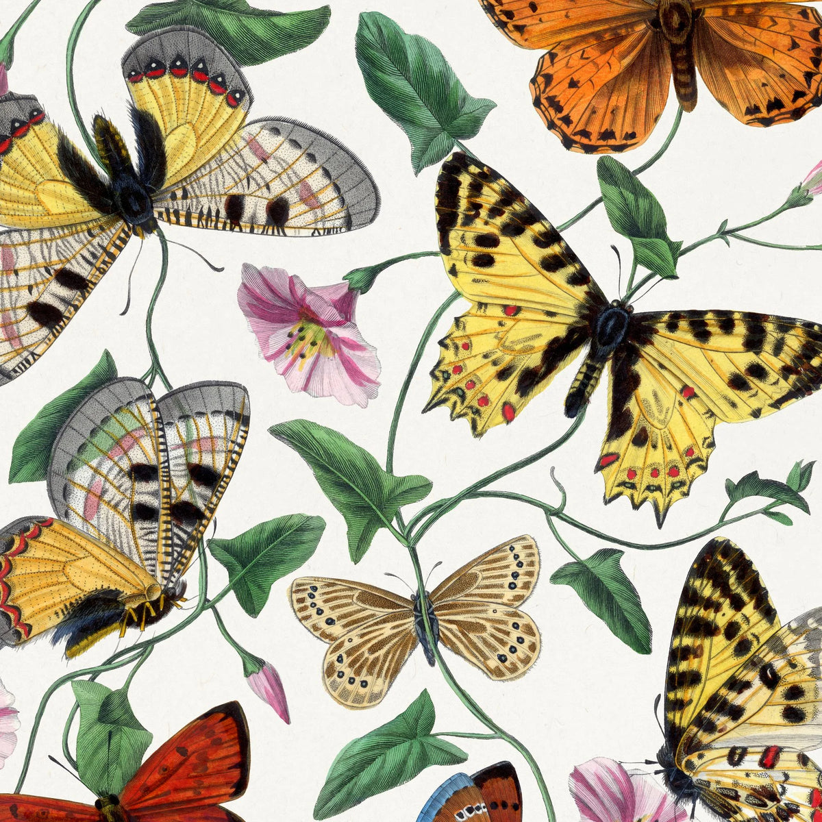 Sommerfugle og natsværmere - Naturillustration fra 1842 – billede 4