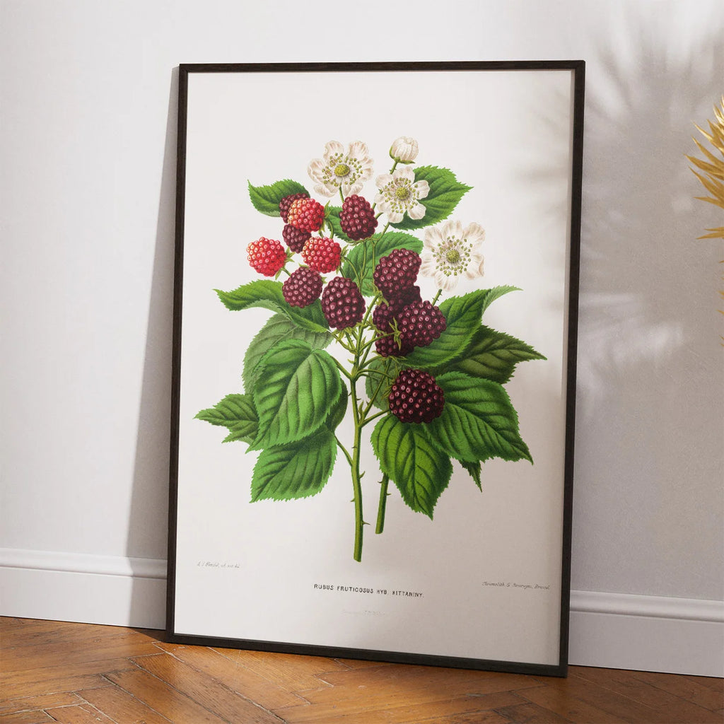 Brombær - Botanisk planche fra 1879 – billede 2