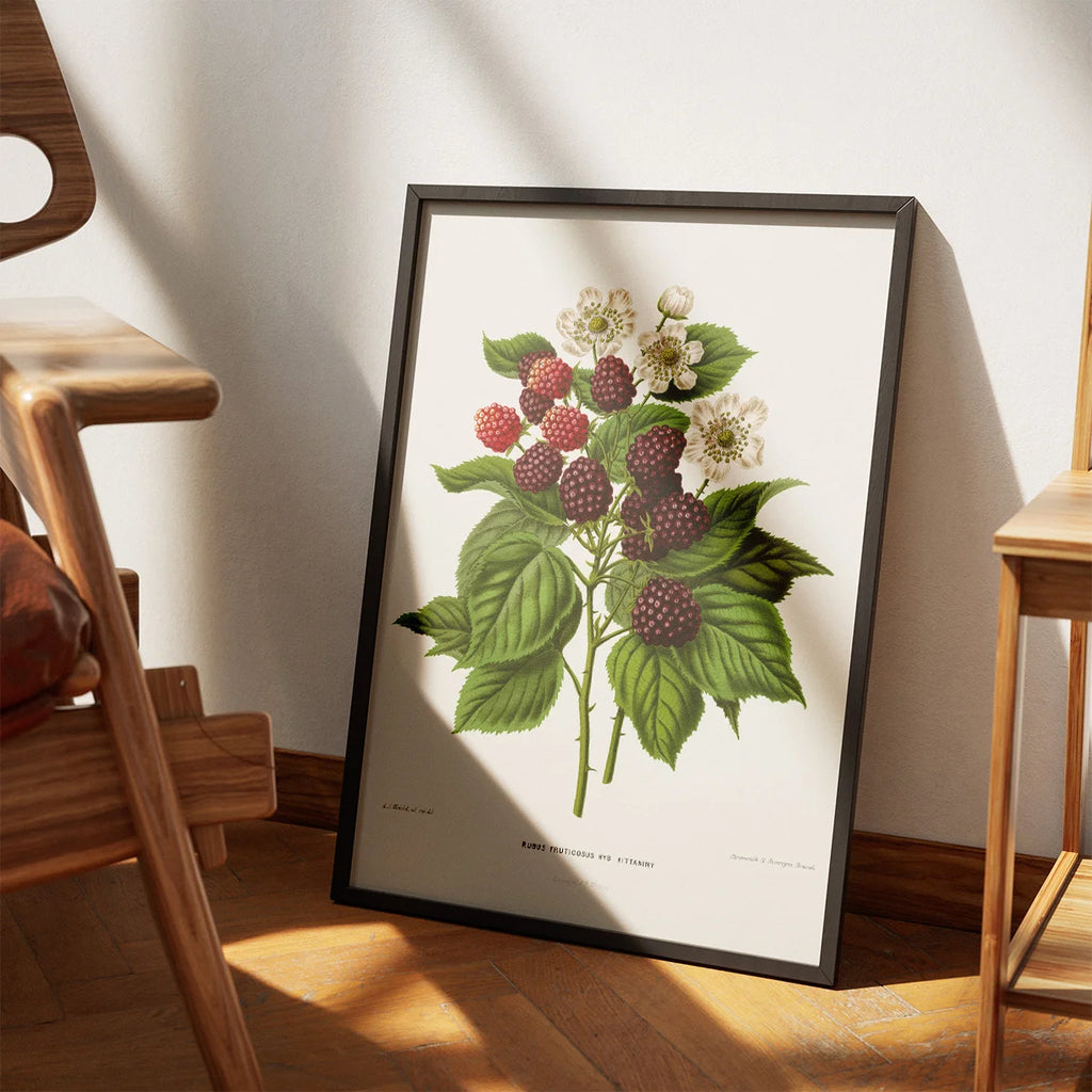 Brombær - Botanisk planche fra 1879 – billede 3