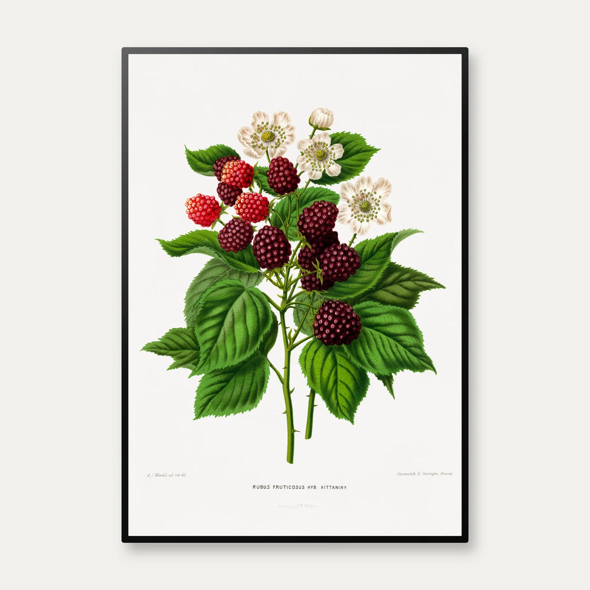 Brombær - Botanisk planche fra 1879 – billede 1