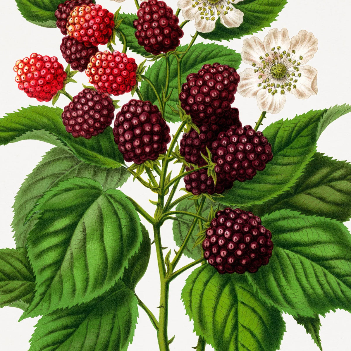 Brombær - Botanisk planche fra 1879 – billede 4