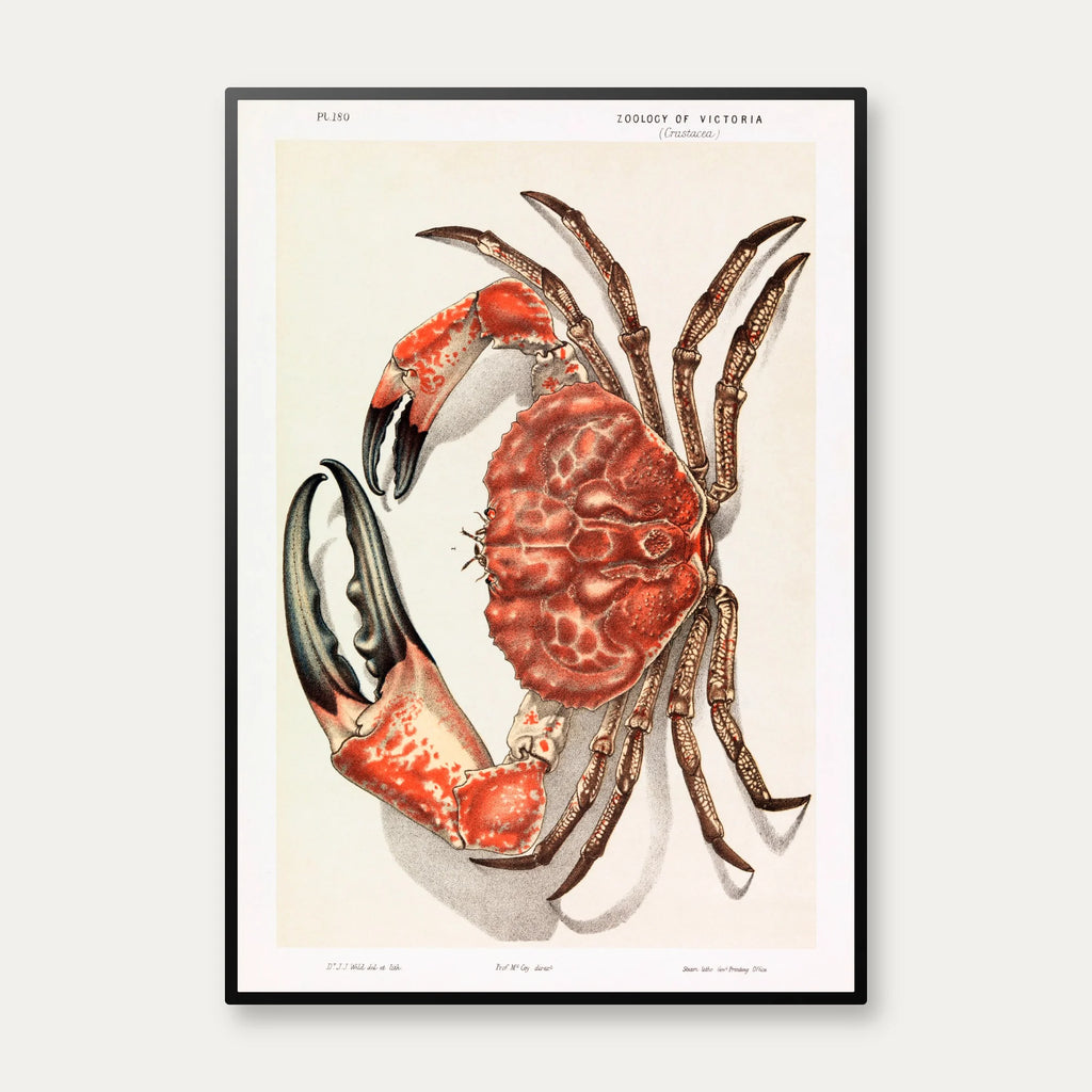 Tasmansk kæmpekrabbe - Naturillustration fra 1890 – billede 1