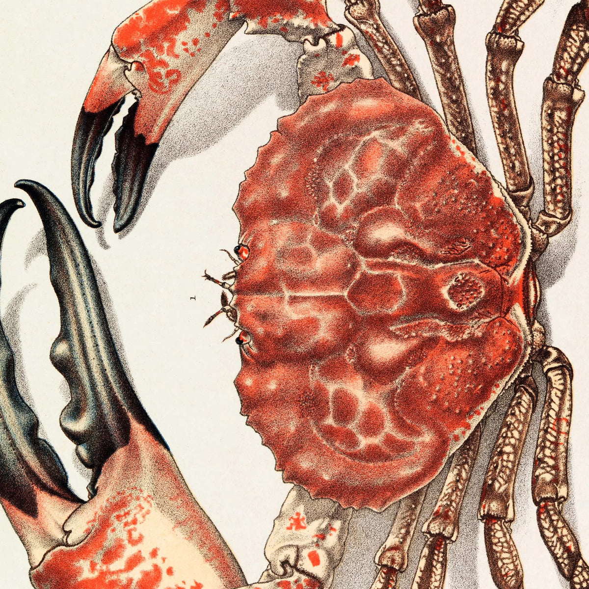 Tasmansk kæmpekrabbe - Naturillustration fra 1890 – billede 4