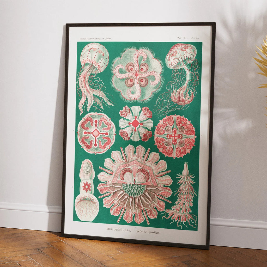 Skivegopler - Naturillustration af Ernst Haeckel fra 1904 – billede 2