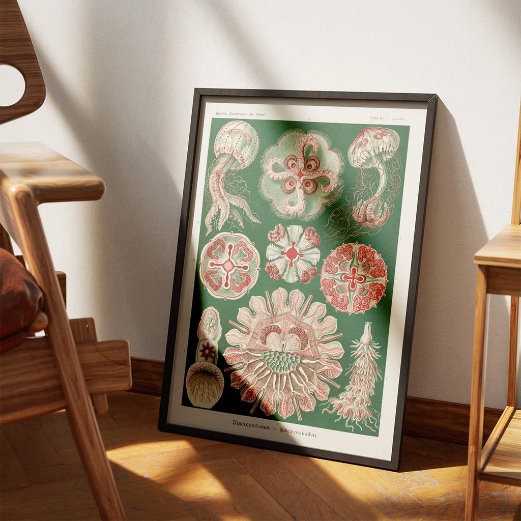 Skivegopler - Naturillustration af Ernst Haeckel fra 1904 – billede 3