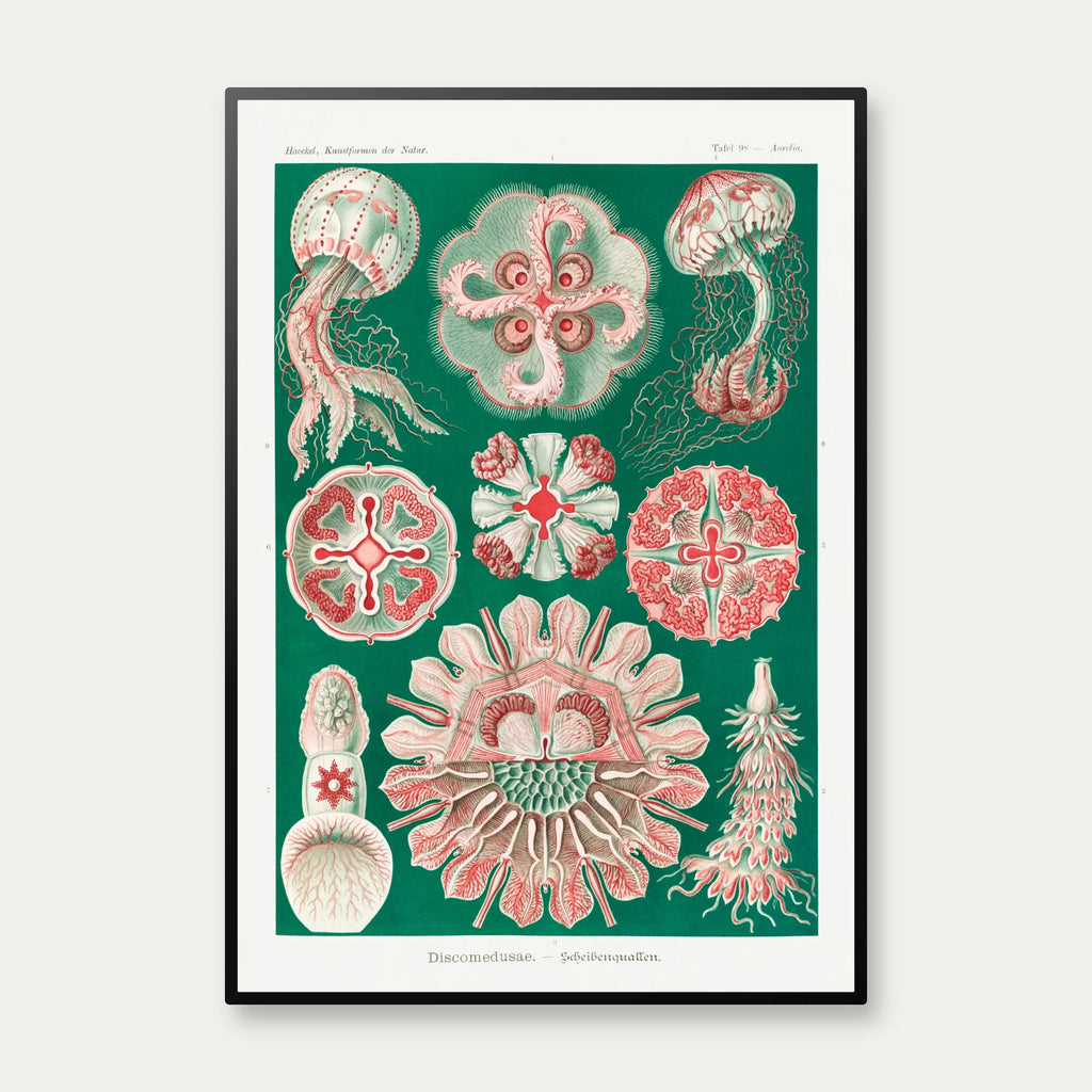 Skivegopler - Naturillustration af Ernst Haeckel fra 1904 – billede 1