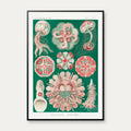 Skivegopler - Naturillustration af Ernst Haeckel fra 1904 – billede 1