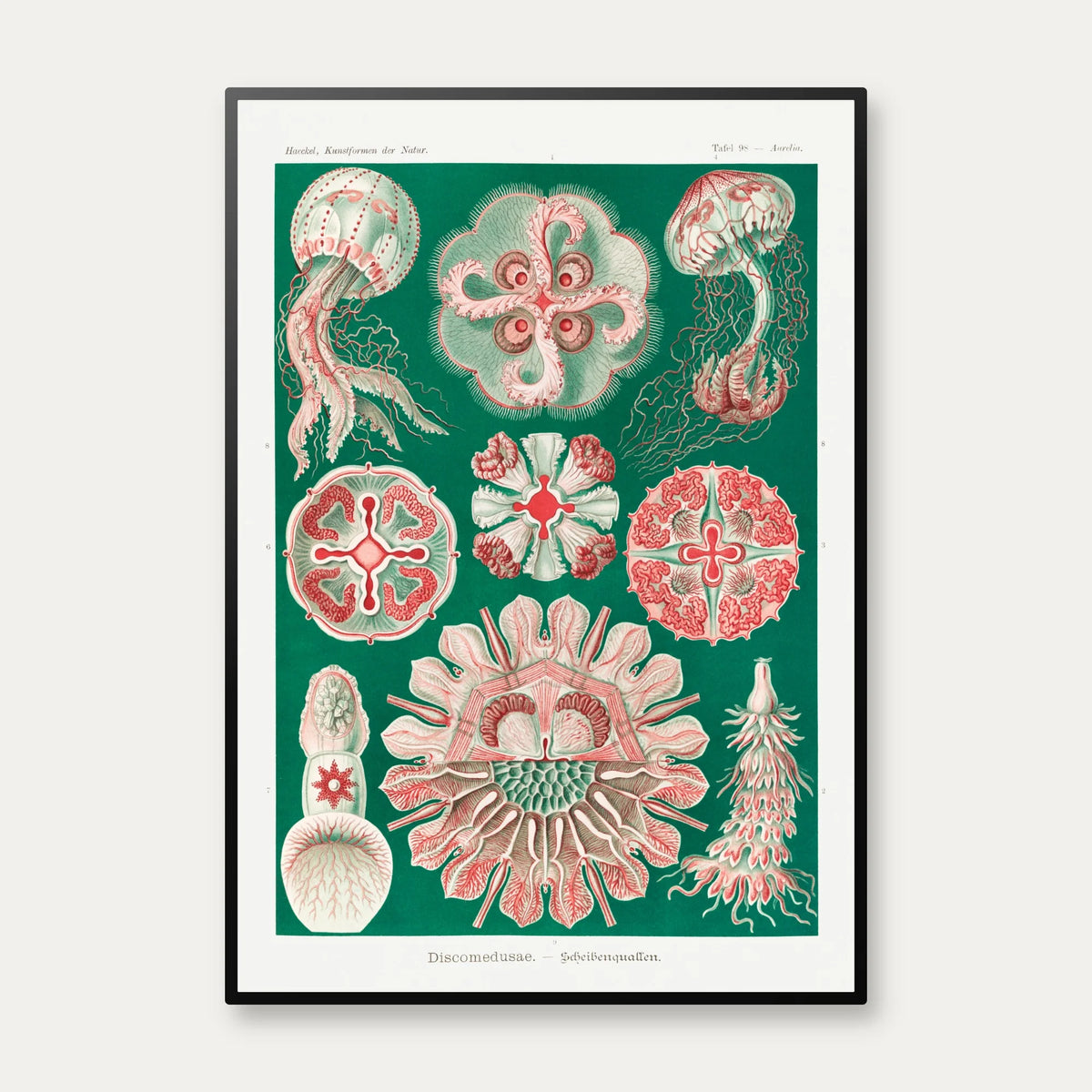 Skivegopler - Naturillustration af Ernst Haeckel fra 1904 – billede 1