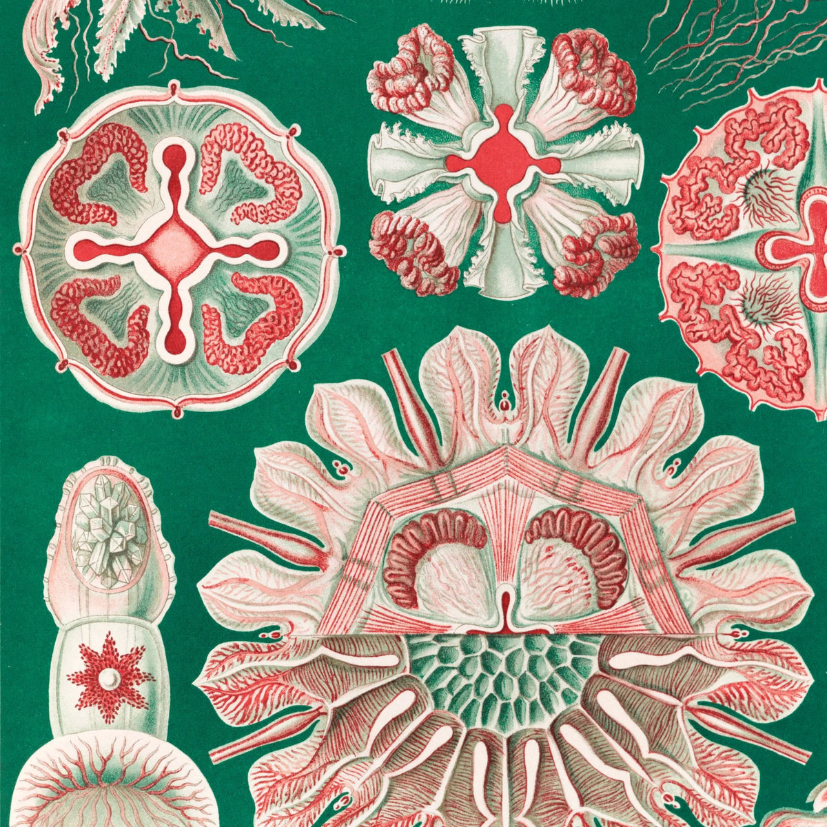 Skivegopler - Naturillustration af Ernst Haeckel fra 1904 – billede 4