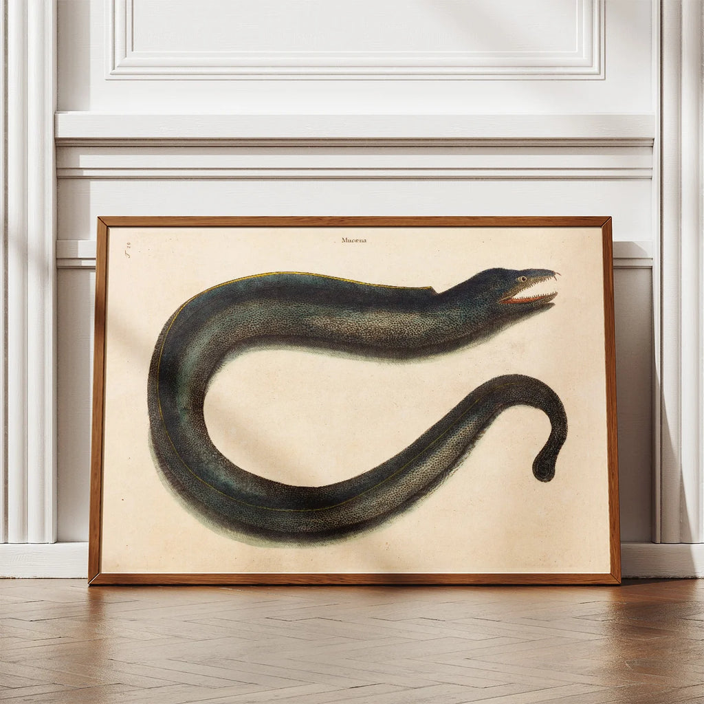 Muræne - Naturillustration af Mark Catesby fra 1740 – billede 2
