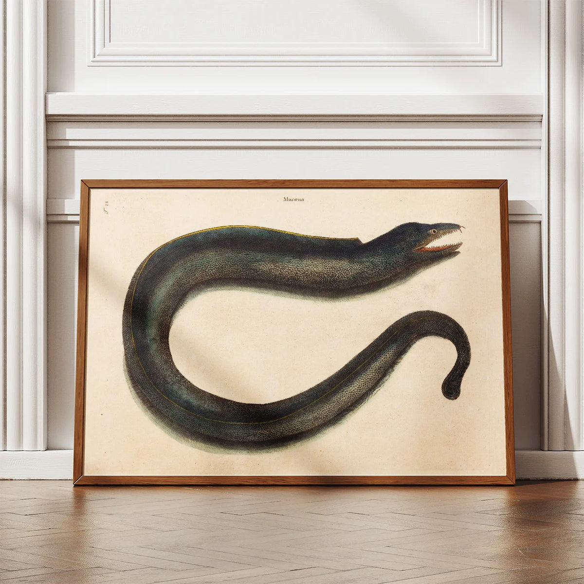 Muræne - Naturillustration af Mark Catesby fra 1740 – billede 2
