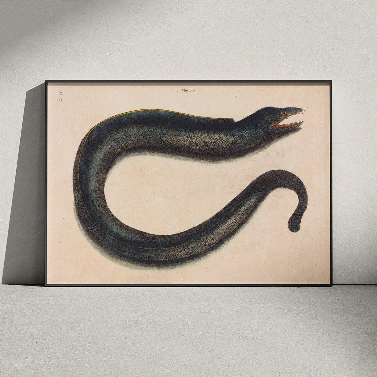 Muræne - Naturillustration af Mark Catesby fra 1740 – billede 3