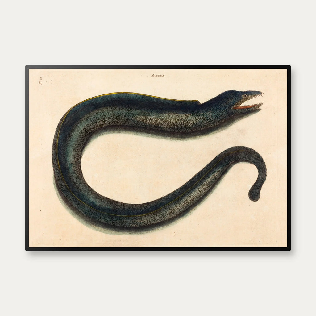 Muræne - Naturillustration af Mark Catesby fra 1740 – billede 1