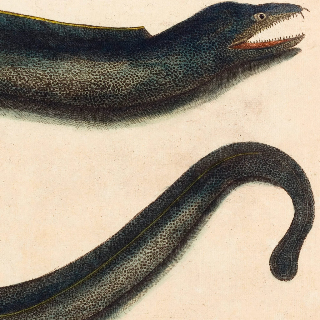Muræne - Naturillustration af Mark Catesby fra 1740 – billede 4