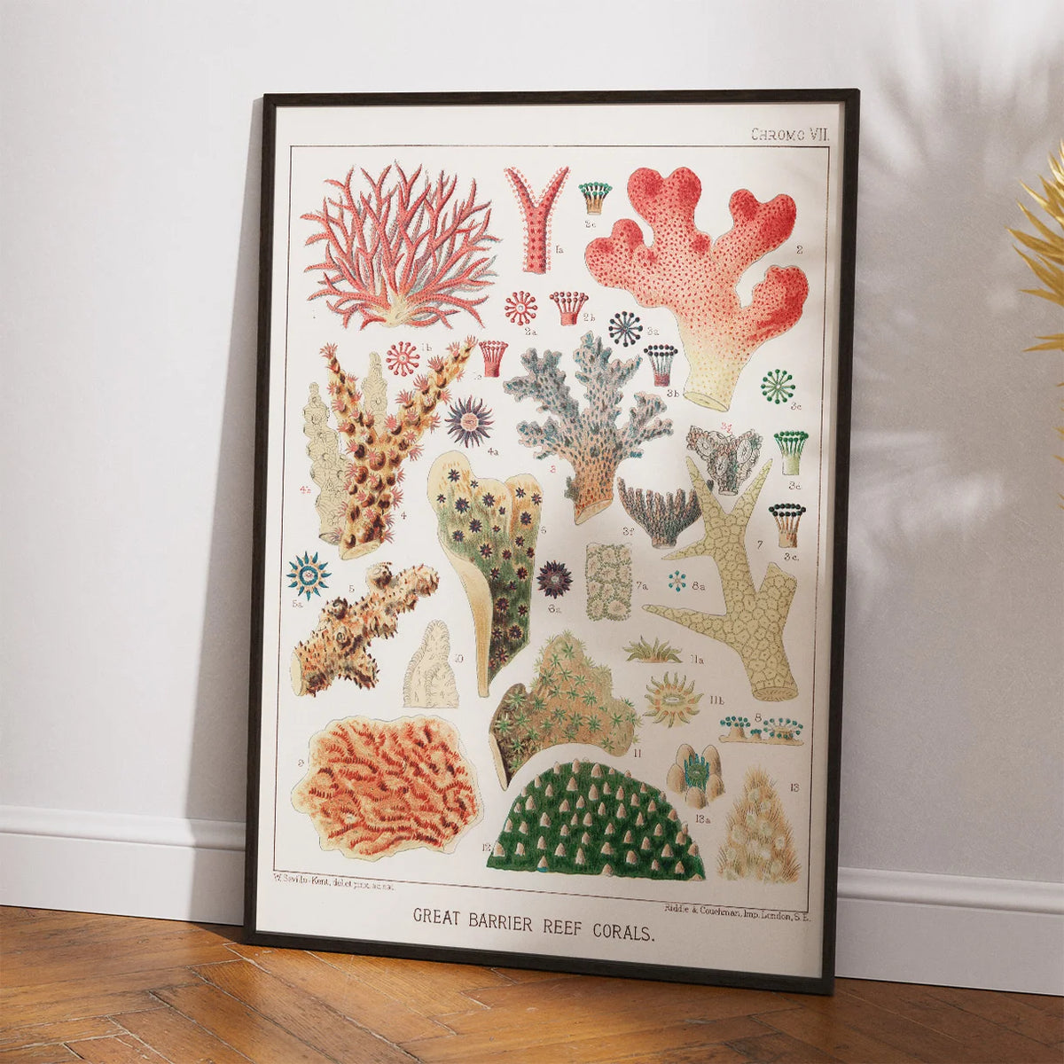 Koraller fra Great Barrier Reef - Naturillustration fra 1893 – billede 2