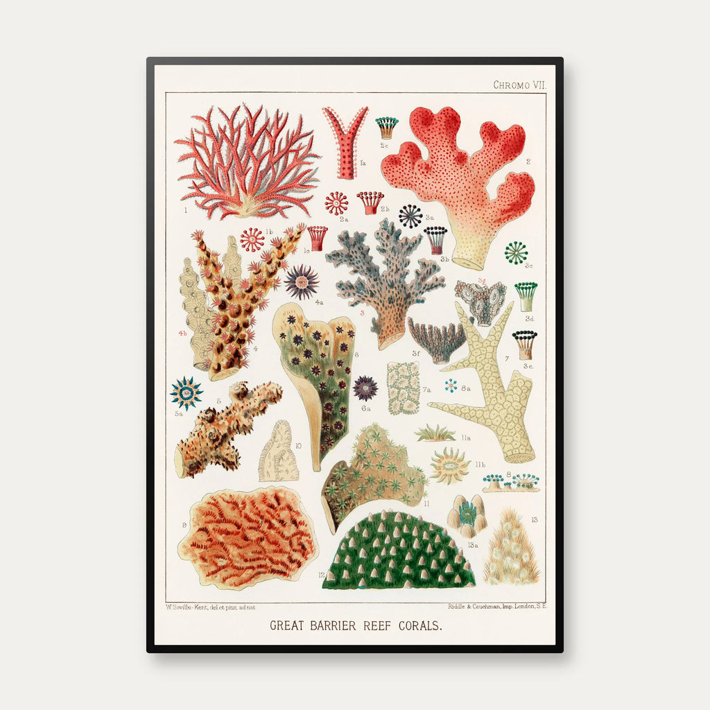 Koraller fra Great Barrier Reef - Naturillustration fra 1893 – billede 1