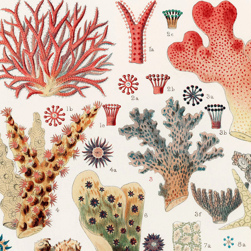 Koraller fra Great Barrier Reef - Naturillustration fra 1893 – billede 4