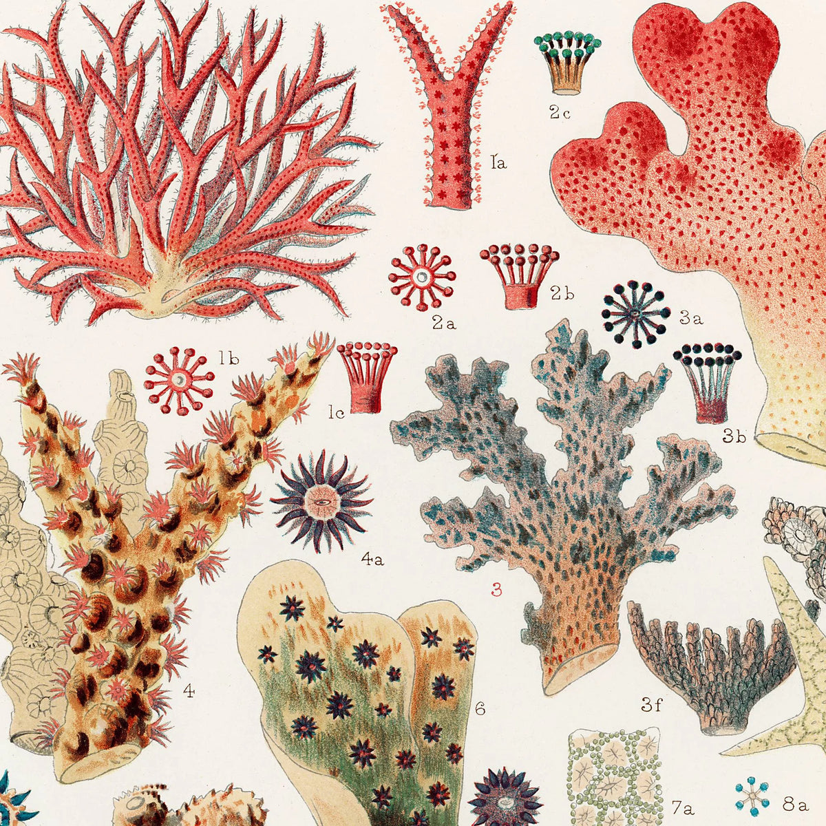 Koraller fra Great Barrier Reef - Naturillustration fra 1893 – billede 4