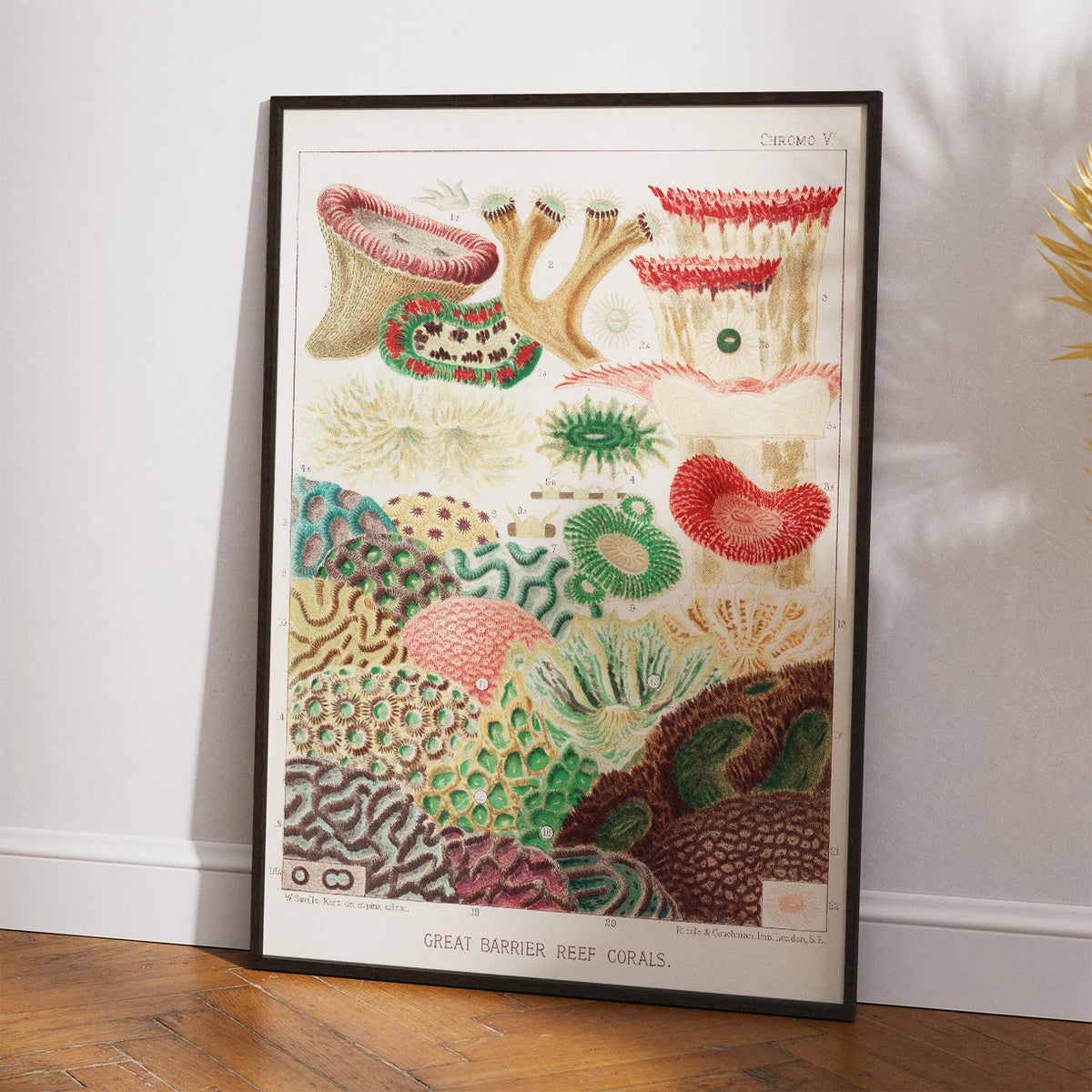 Koraller fra Great Barrier Reef II - Naturillustration fra 1893 – billede 2