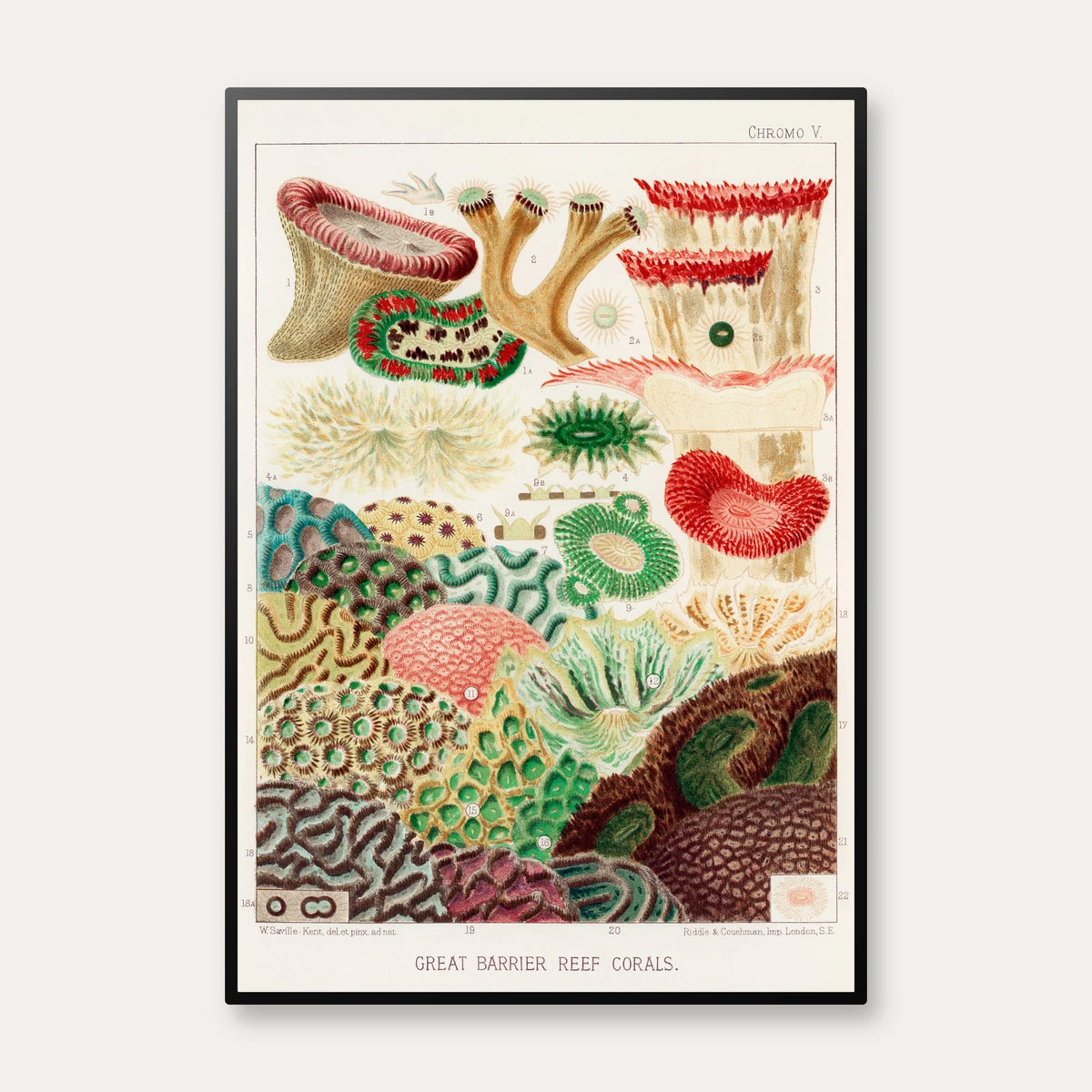 Koraller fra Great Barrier Reef II - Naturillustration fra 1893 – billede 1