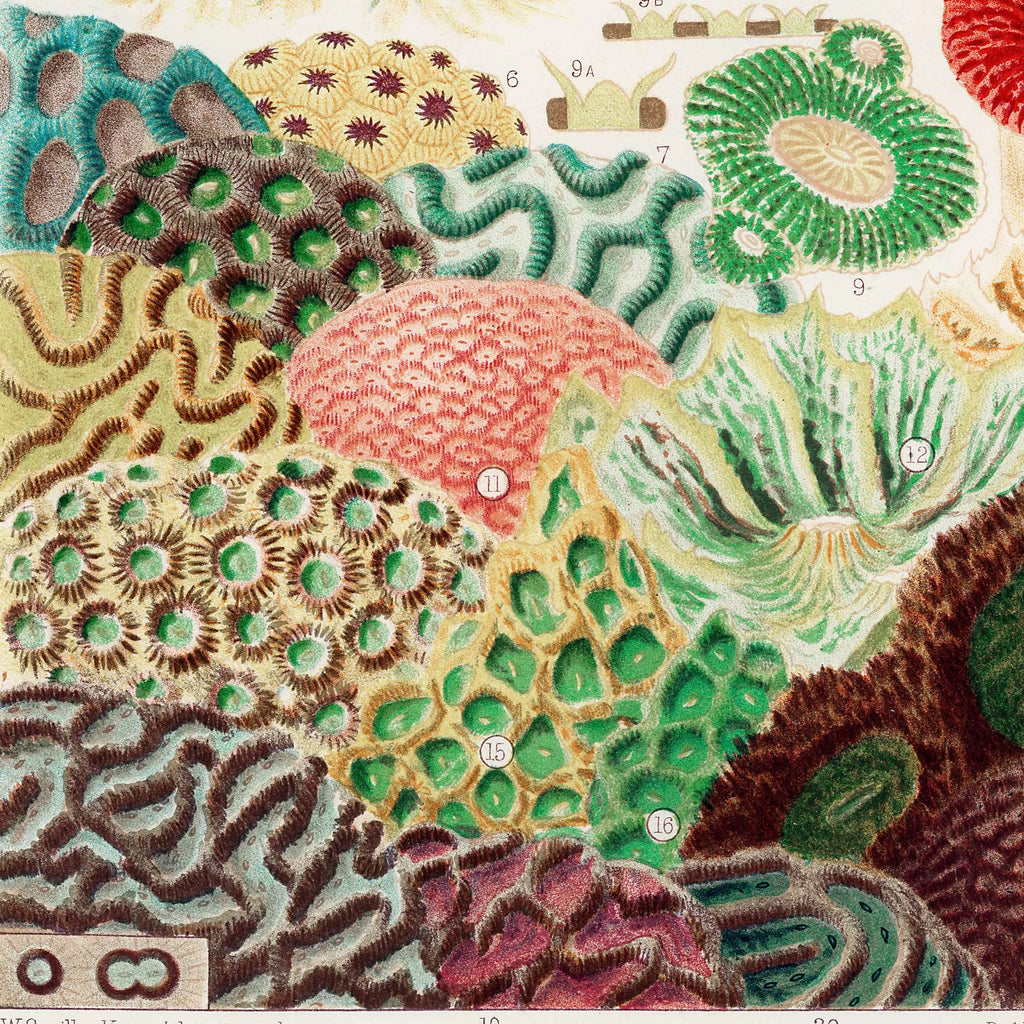 Koraller fra Great Barrier Reef II - Naturillustration fra 1893 – billede 4