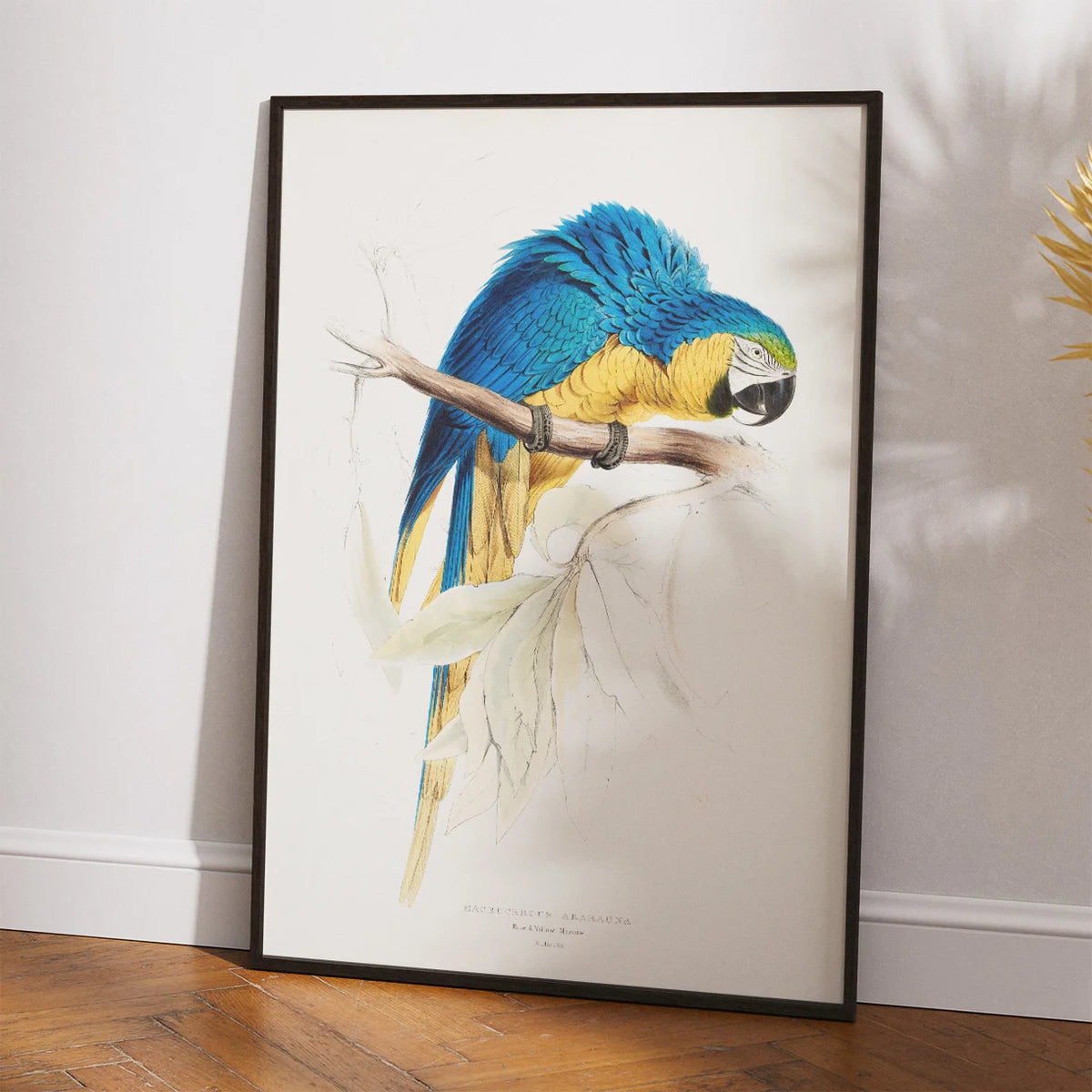 Blå og gul ara - Fugleillustration af Edward Lear – billede 2