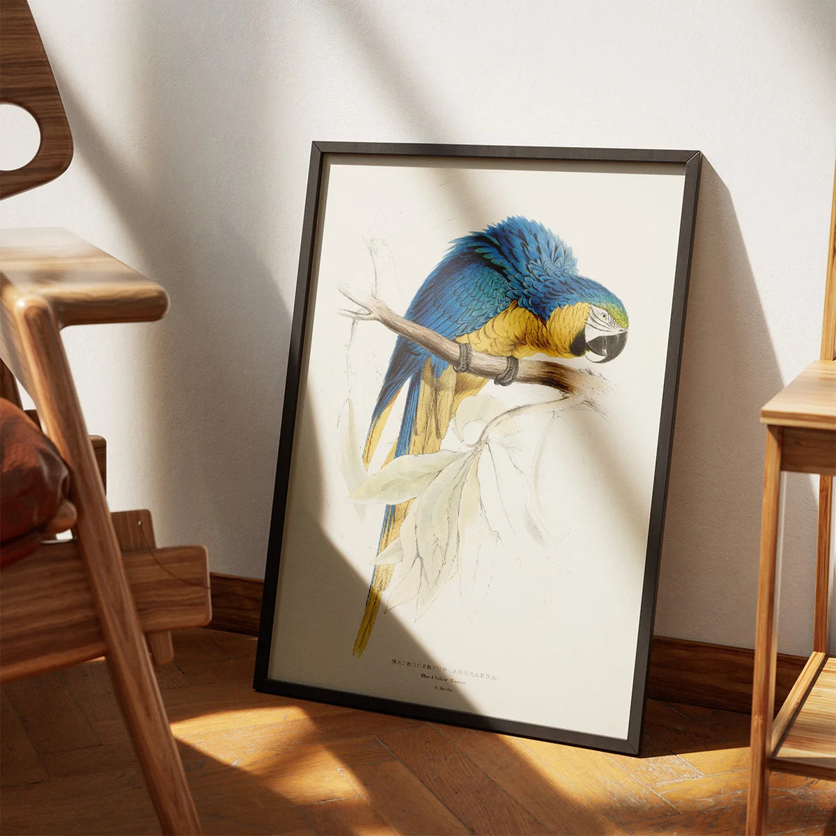 Blå og gul ara - Fugleillustration af Edward Lear – billede 3