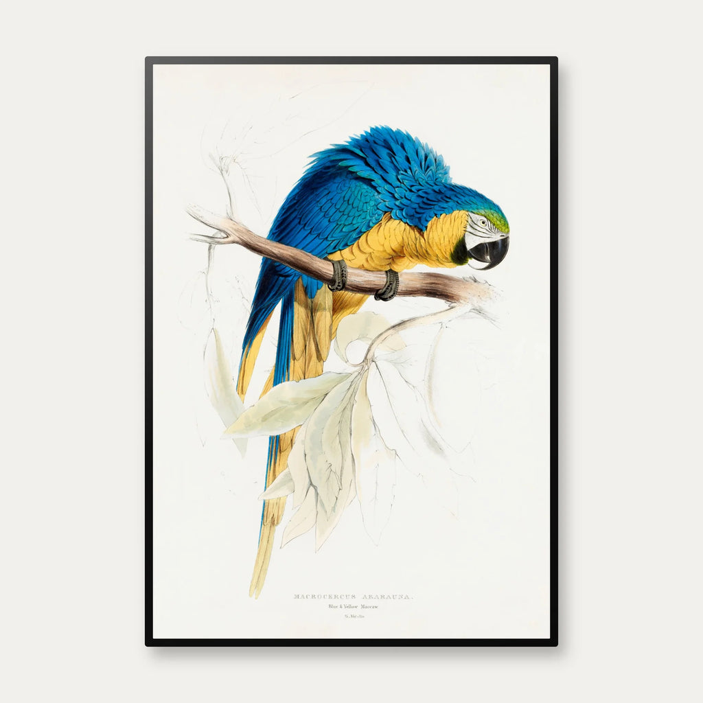 Blå og gul ara - Fugleillustration af Edward Lear – billede 1