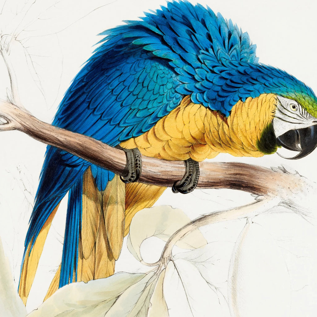 Blå og gul ara - Fugleillustration af Edward Lear – billede 4