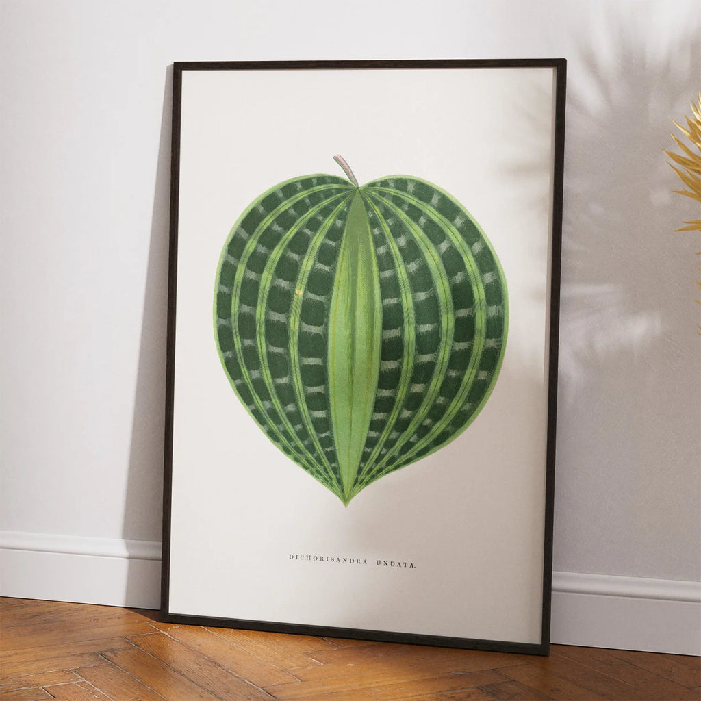 Dichorisandra undata - Botanisk illustration fra 1865 – billede 2