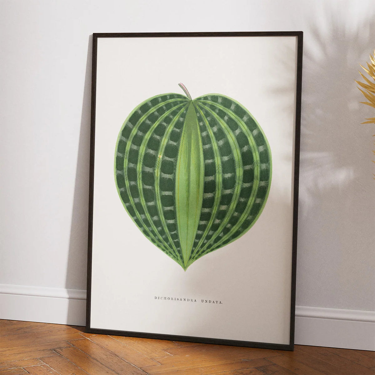 Dichorisandra undata - Botanisk illustration fra 1865 – billede 2