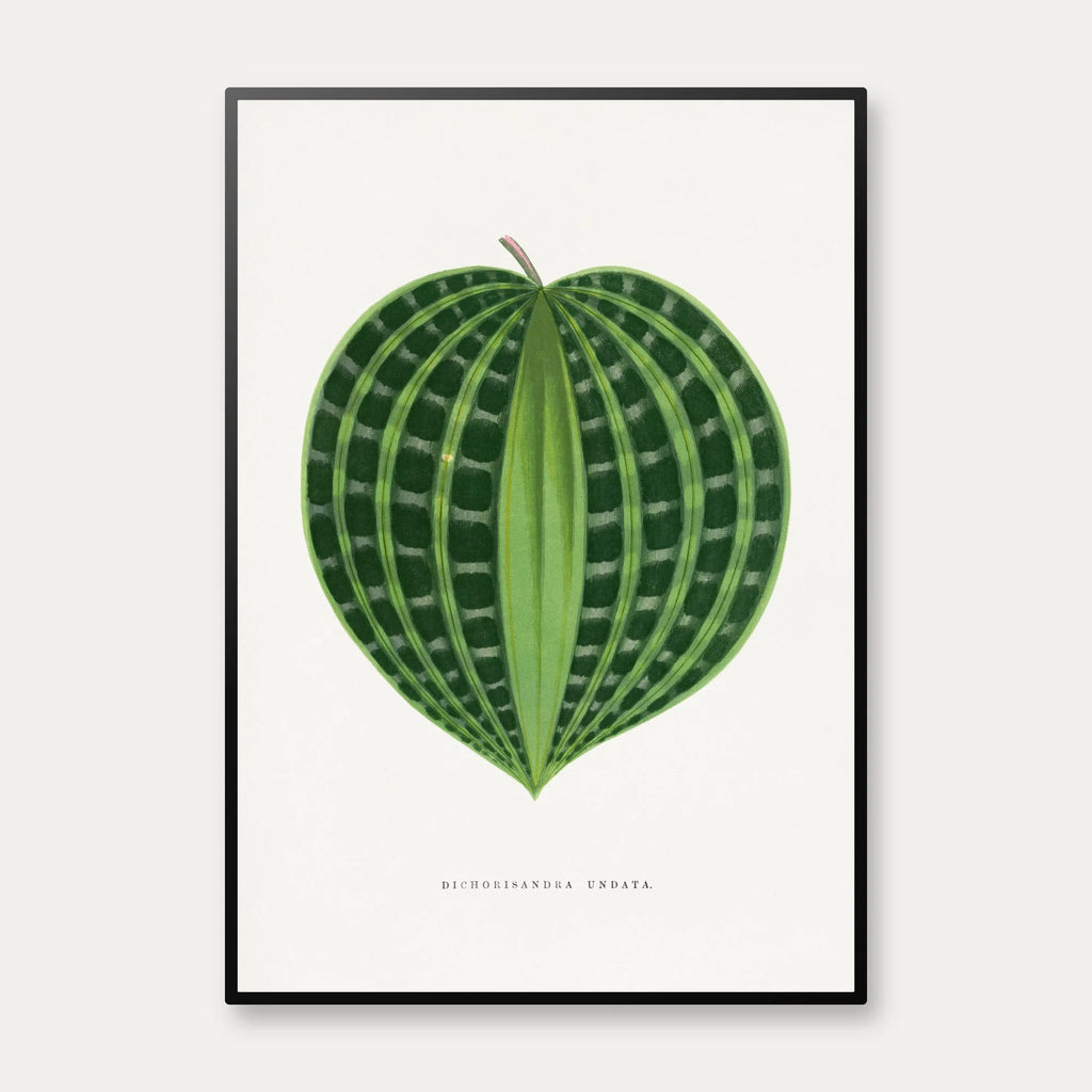 Dichorisandra undata - Botanisk illustration fra 1865 – billede 1