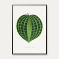 Dichorisandra undata - Botanisk illustration fra 1865 – billede 1