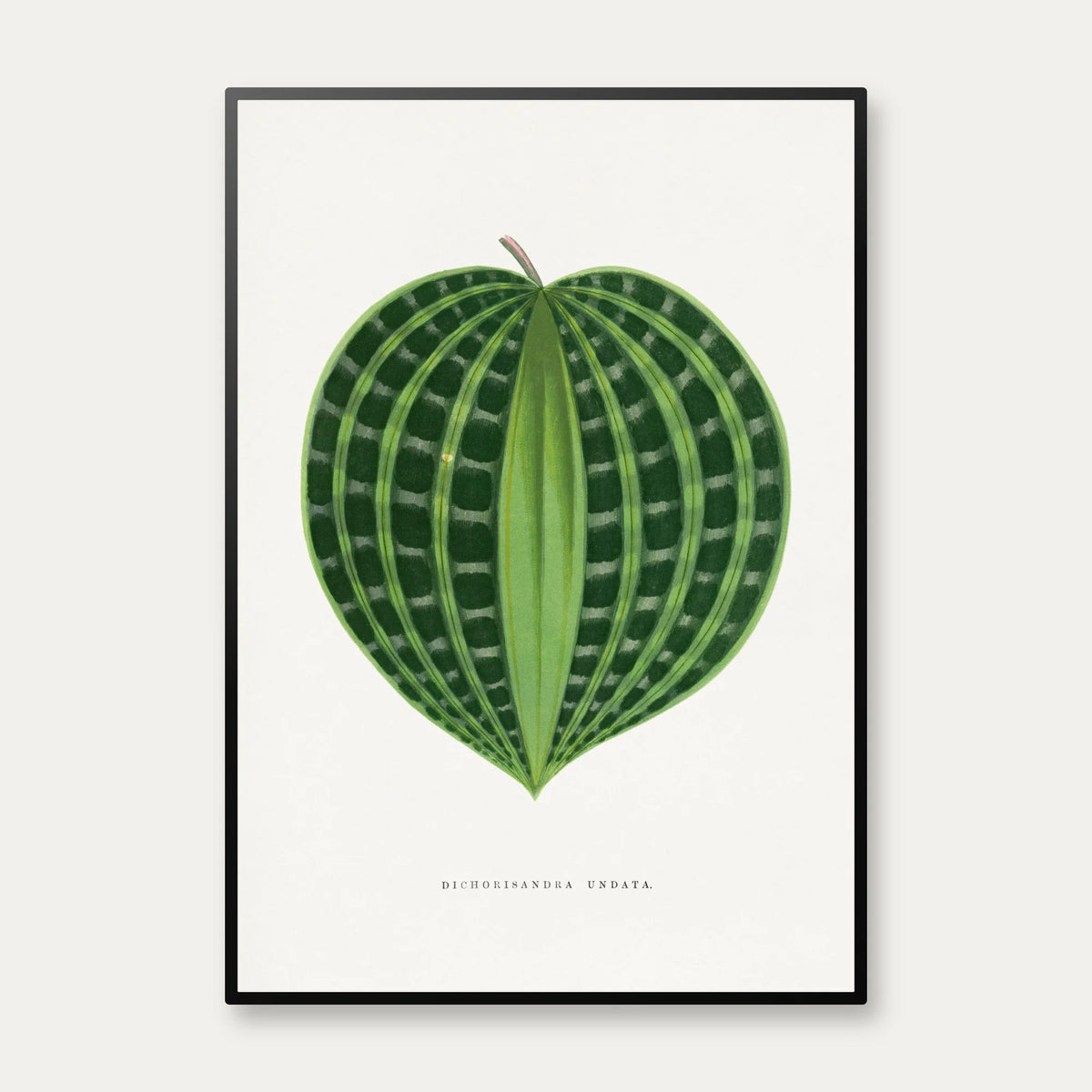 Dichorisandra undata - Botanisk illustration fra 1865 – billede 1