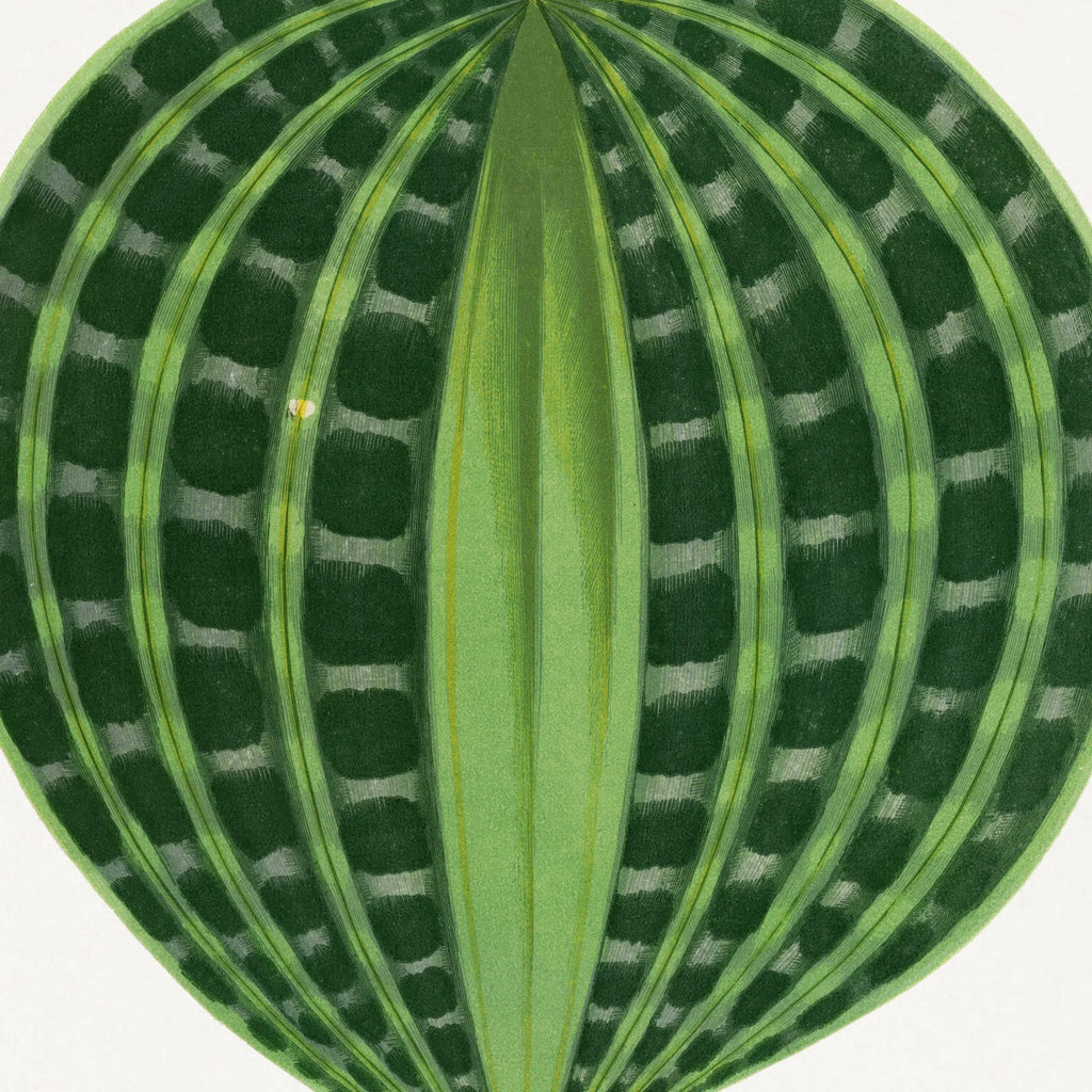 Dichorisandra undata - Botanisk illustration fra 1865 – billede 4