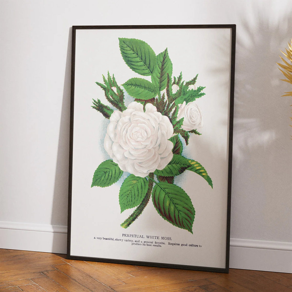 Hvid mosrose - Botanisk illustration fra 1900 – billede 2