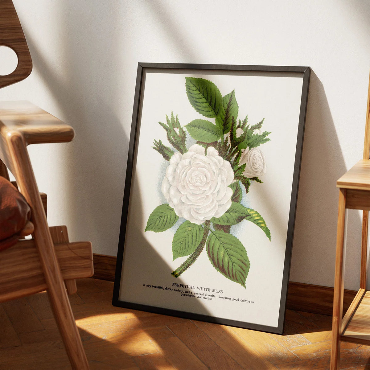 Hvid mosrose - Botanisk illustration fra 1900 – billede 3