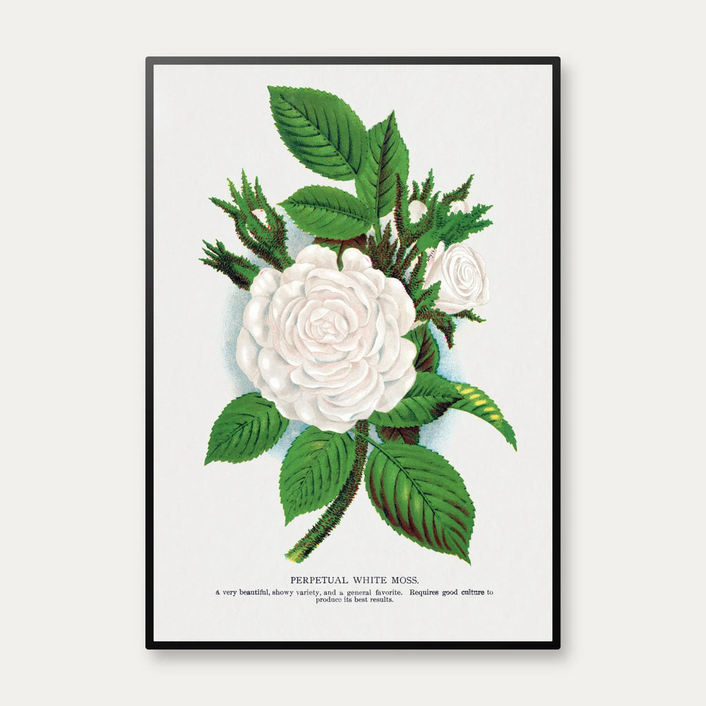 Hvid mosrose - Botanisk illustration fra 1900 – billede 1