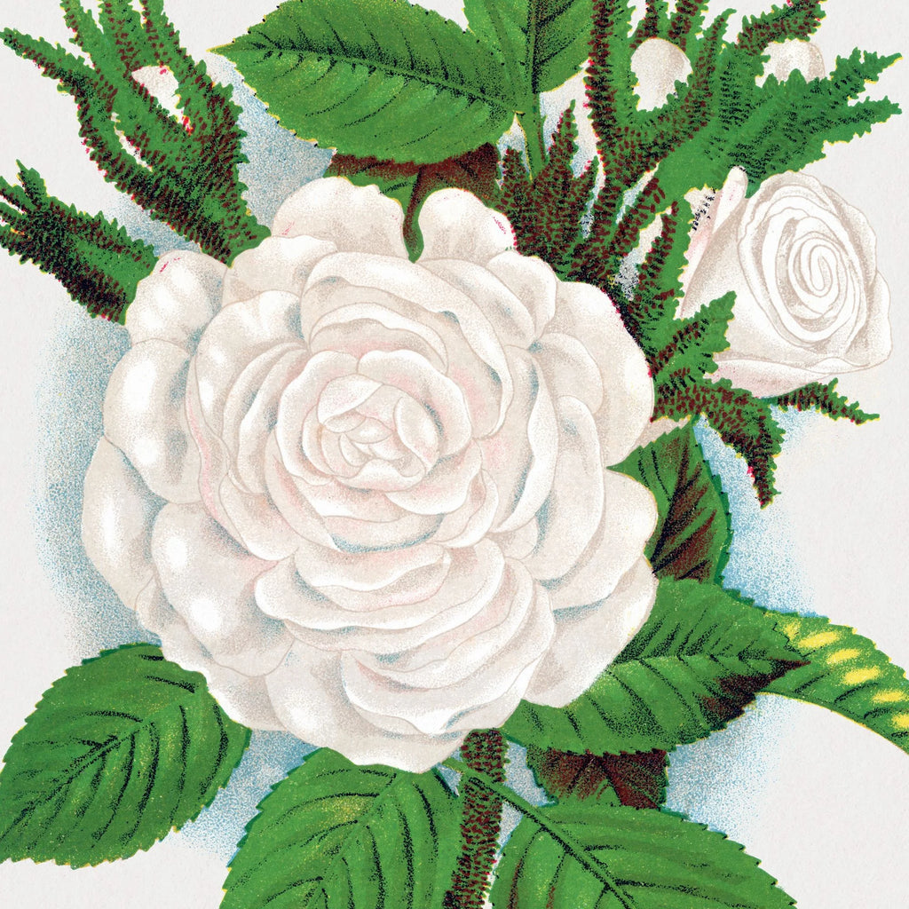 Hvid mosrose - Botanisk illustration fra 1900 – billede 4