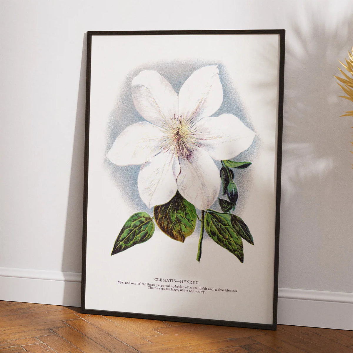 Klematis - Botanisk illustration fra 1900 – billede 2