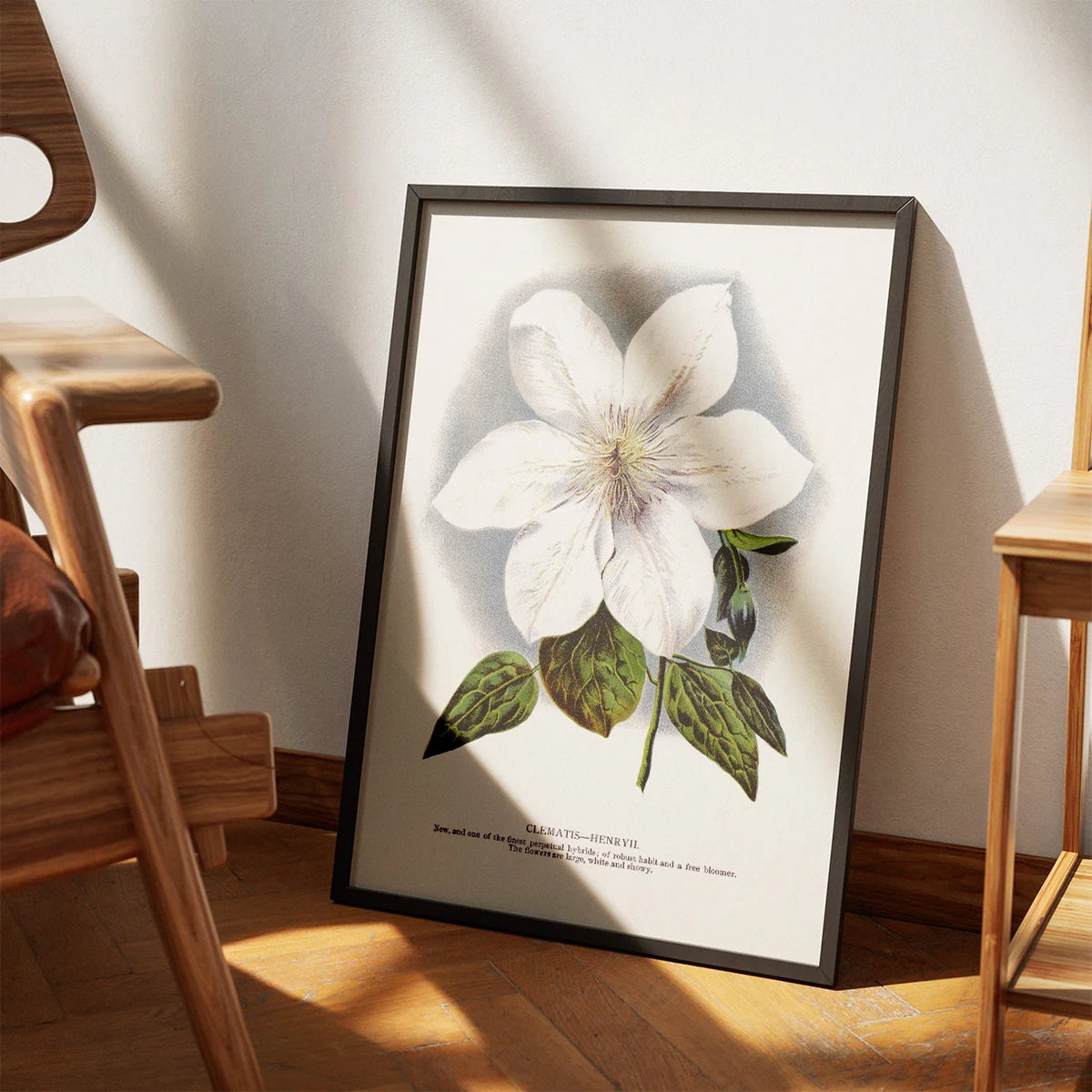 Klematis - Botanisk illustration fra 1900 – billede 3