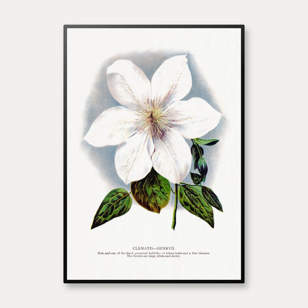 Klematis - Botanisk illustration fra 1900 – billede 1