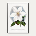 Klematis - Botanisk illustration fra 1900 – billede 1