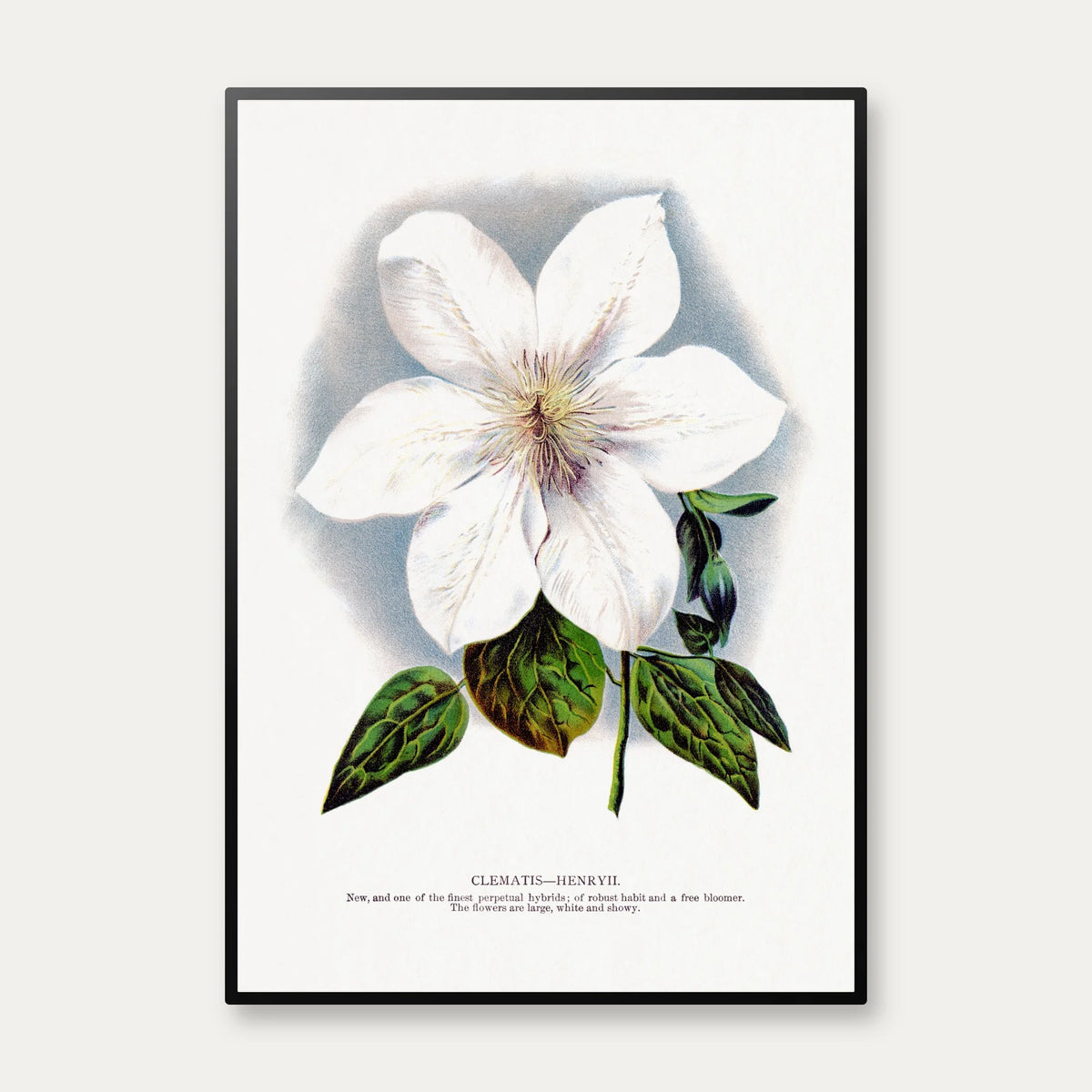 Klematis - Botanisk illustration fra 1900 – billede 1