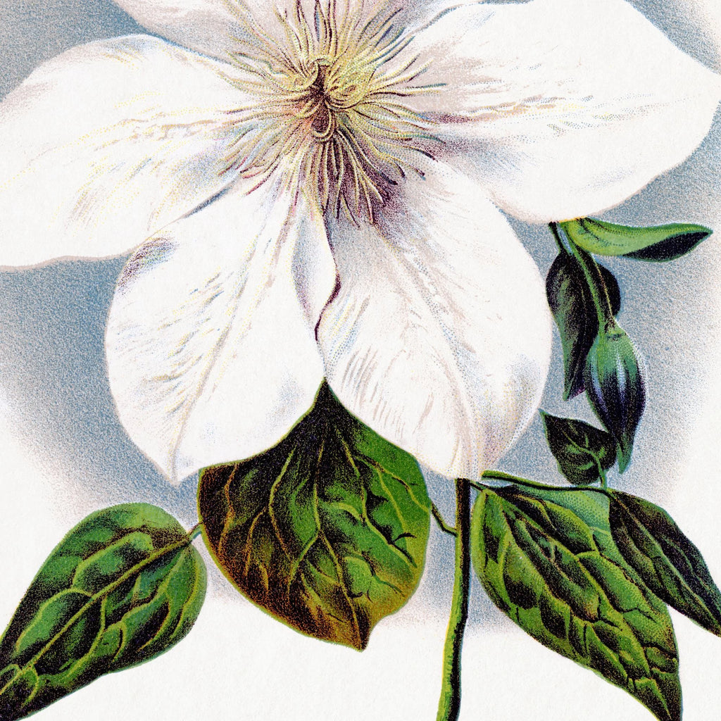 Klematis - Botanisk illustration fra 1900 – billede 4