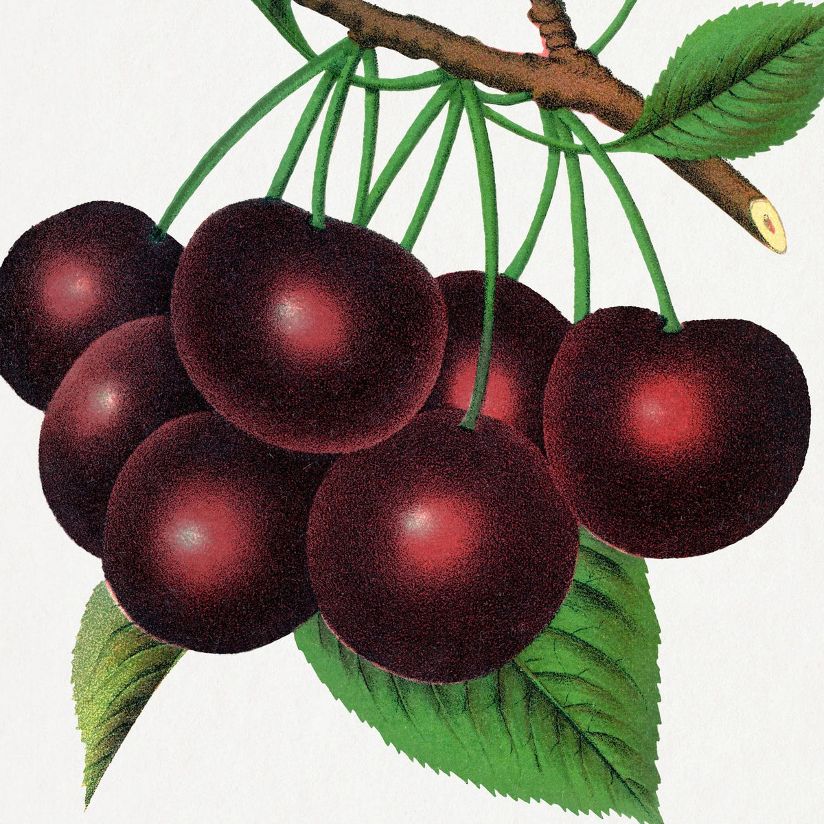 Black Tartarian kirsebær - Botanisk planche fra 1900 – billede 4