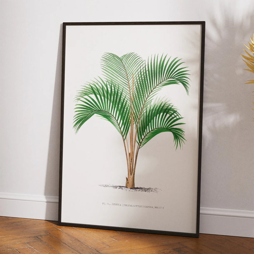 Palmer - Botanisk illustration fra 1878 – billede 2